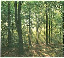 (בספר איור של נוגה ושביט משוחחים)